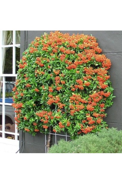 Пираканта Оранж Глоу 